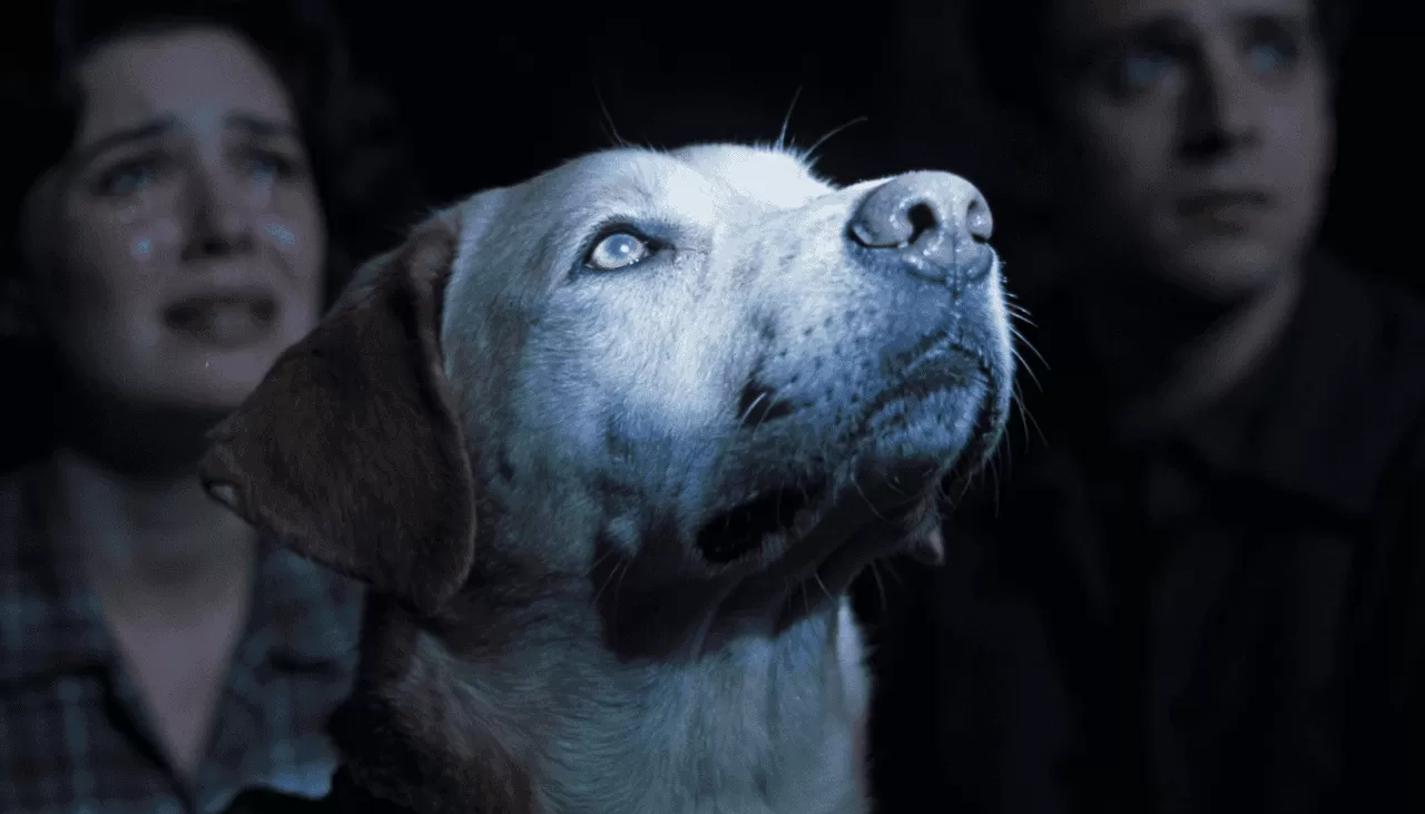 Por que choramos mais em filmes de cachorro do que dramas de humanos
