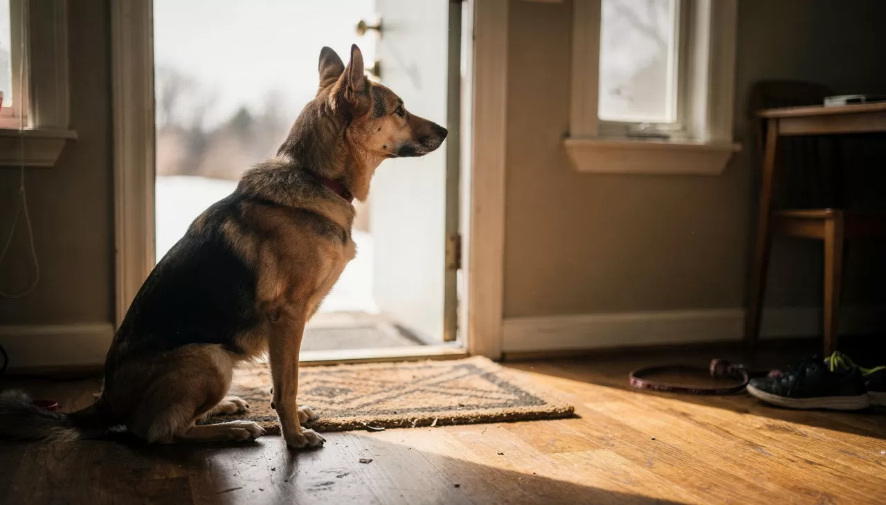 Como os cães percebem o tempo mesmo sem relógio