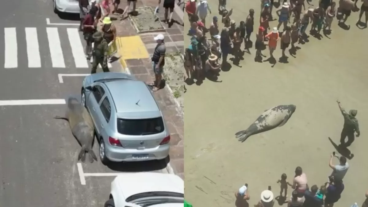 Elefante-marinho aparece em avenida e desperta curiosidade de moradores e turistas