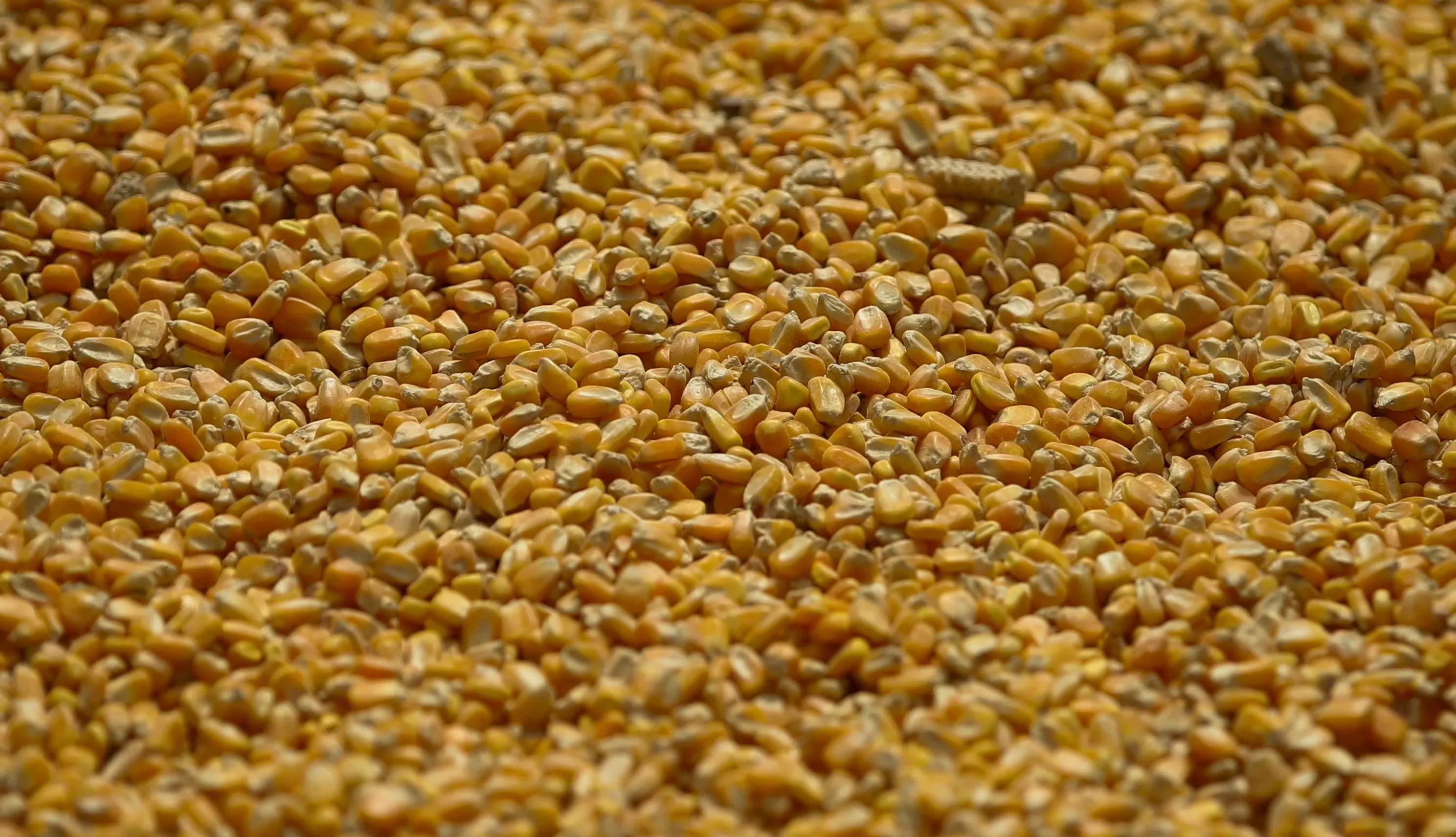 Estoques de milho dos EUA batem recorde em dezembro após grande colheita, diz USDA