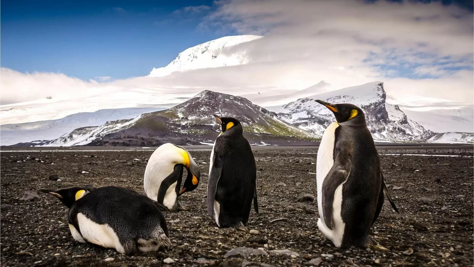 Pinguins antecipam reprodução cerca de duas semanas devido às alterações climáticas