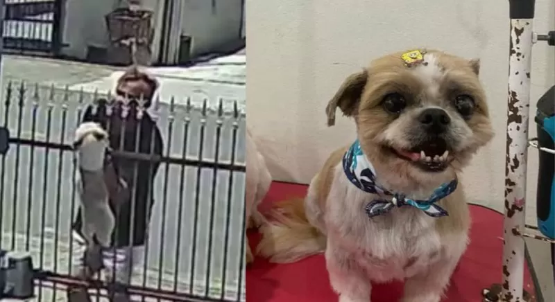 Homem age na cara dura e furta dois Shih Tzu de residência em Timbó