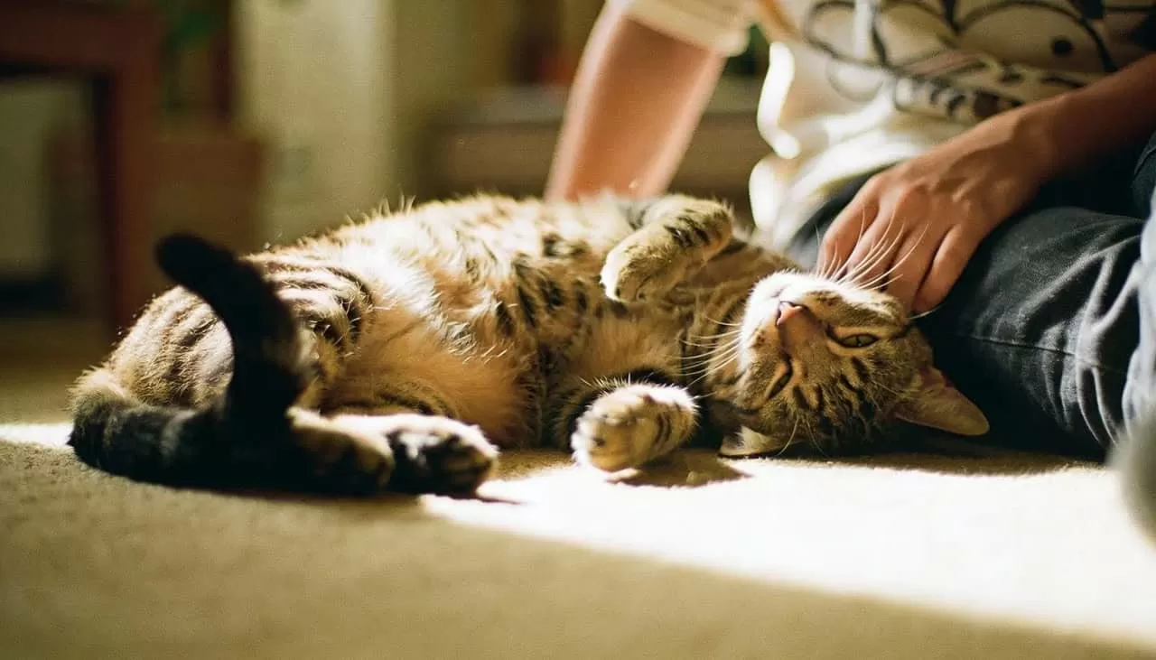 Os sinais discretos que os gatos utilizam para dizer que amam seus donos sem precisar de miados