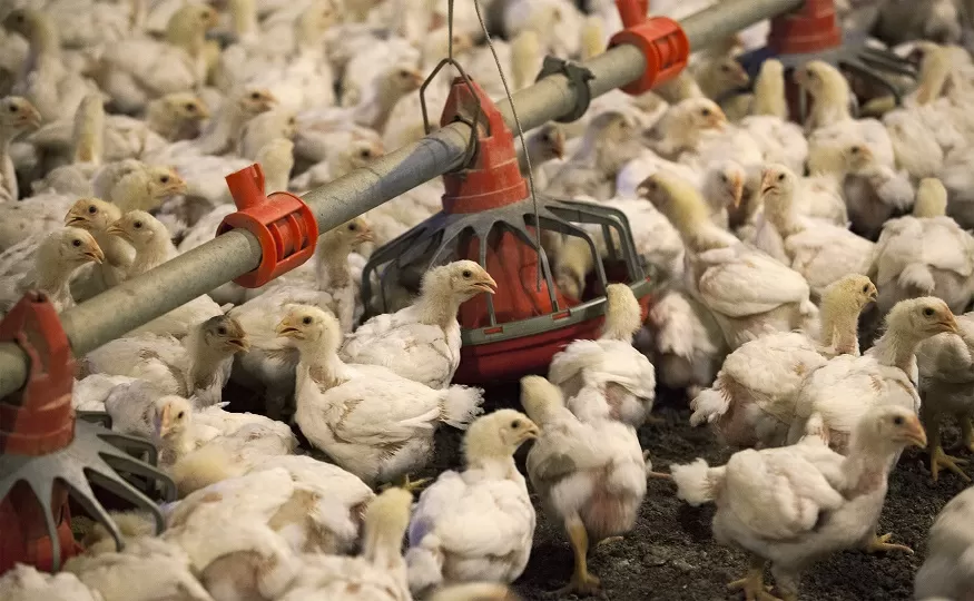 China vai retomar importação de carne de frango do Rio Grande do Sul