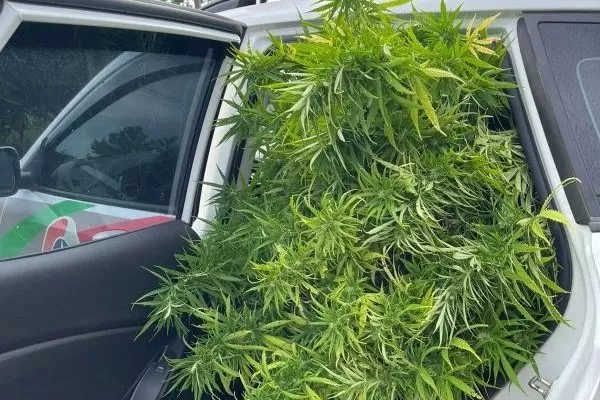 Cultivo de pés de maconha gigantes chamam atenção e são apreendidos pela Polícia Militar em SC