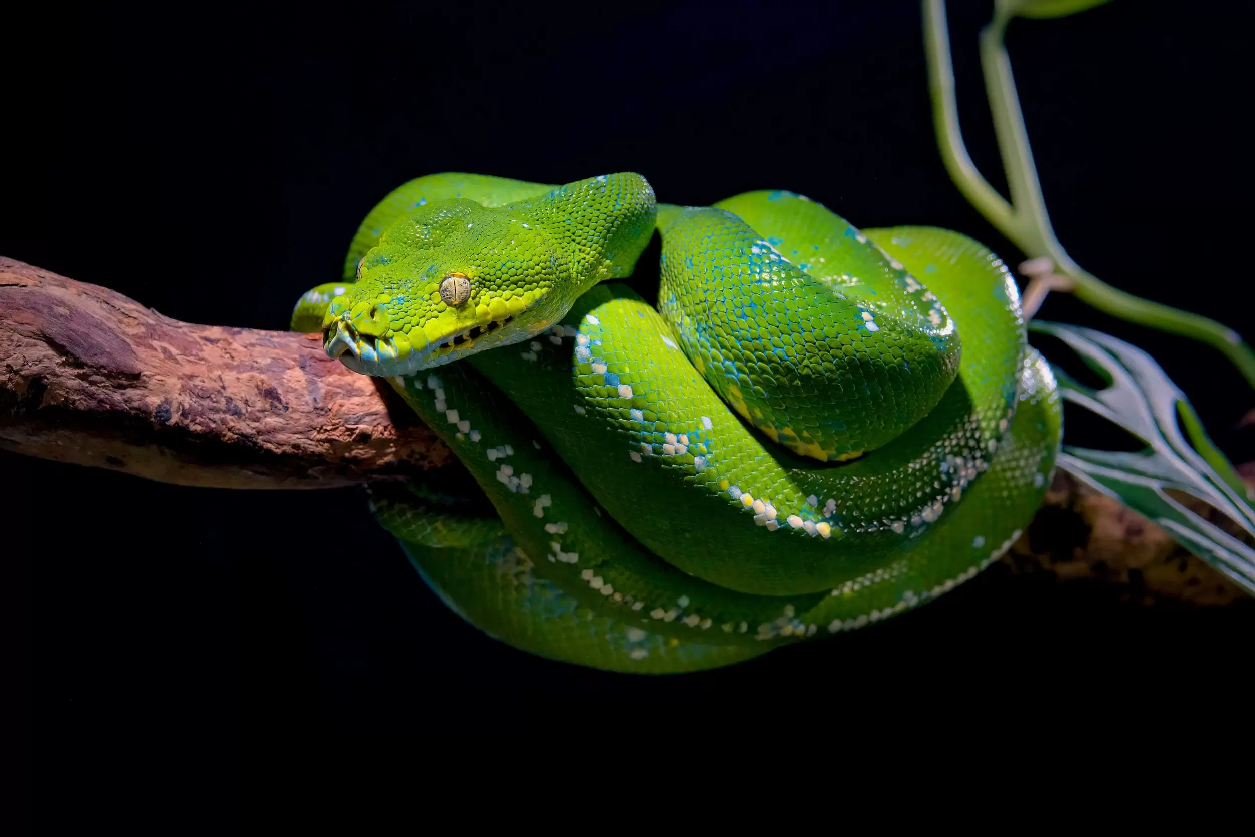 Quais são as serpentes mais peçonhentas do Brasil e onde elas vivem?