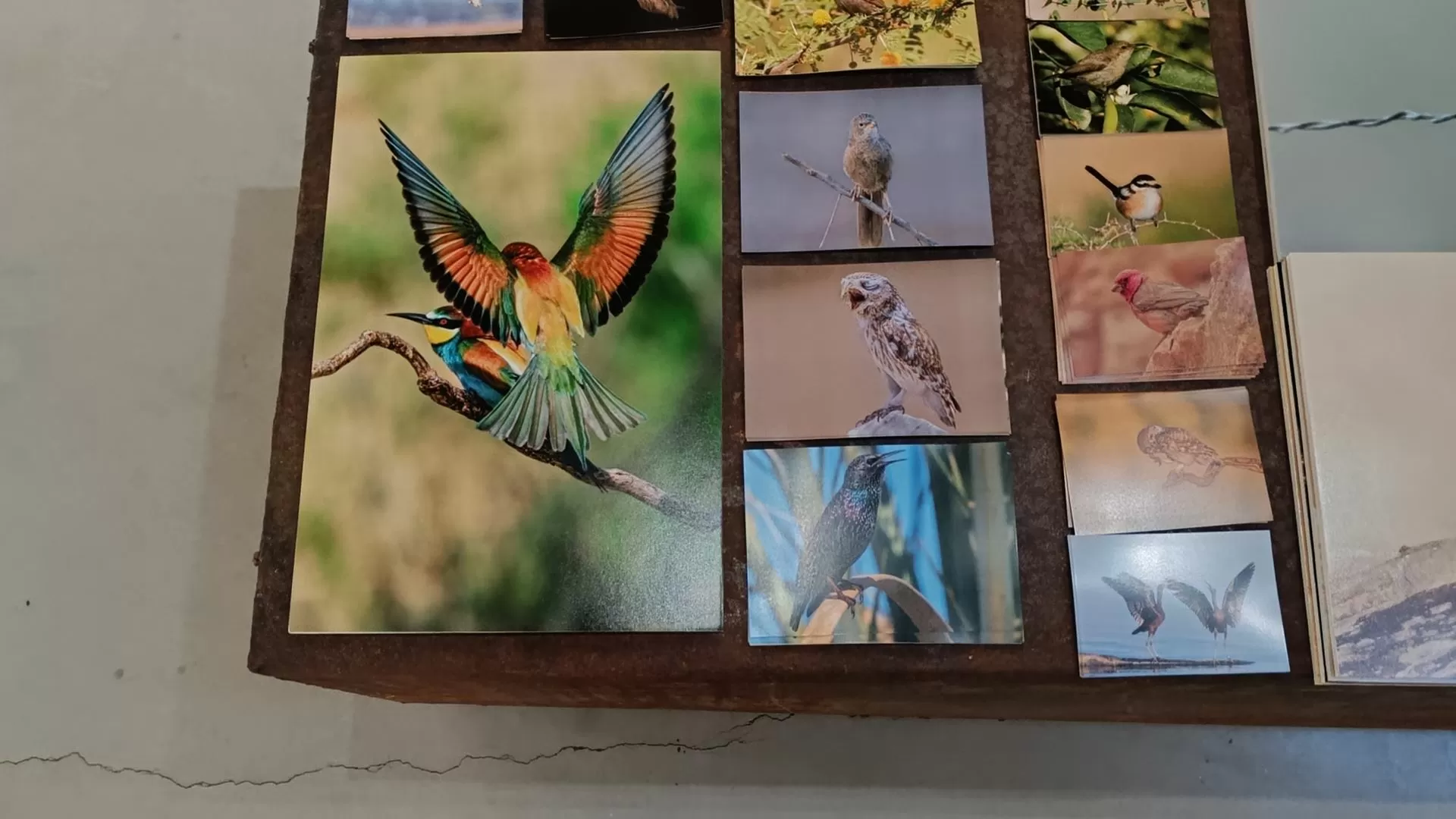 Uma exposição de aves para mostrar que a "Palestina tem muita vida”