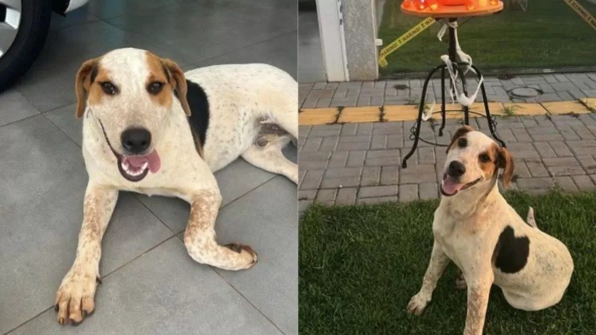 Crueldade sem limites: cão comunitário morre após levar um tiro e polícia tenta identificar autor do crime