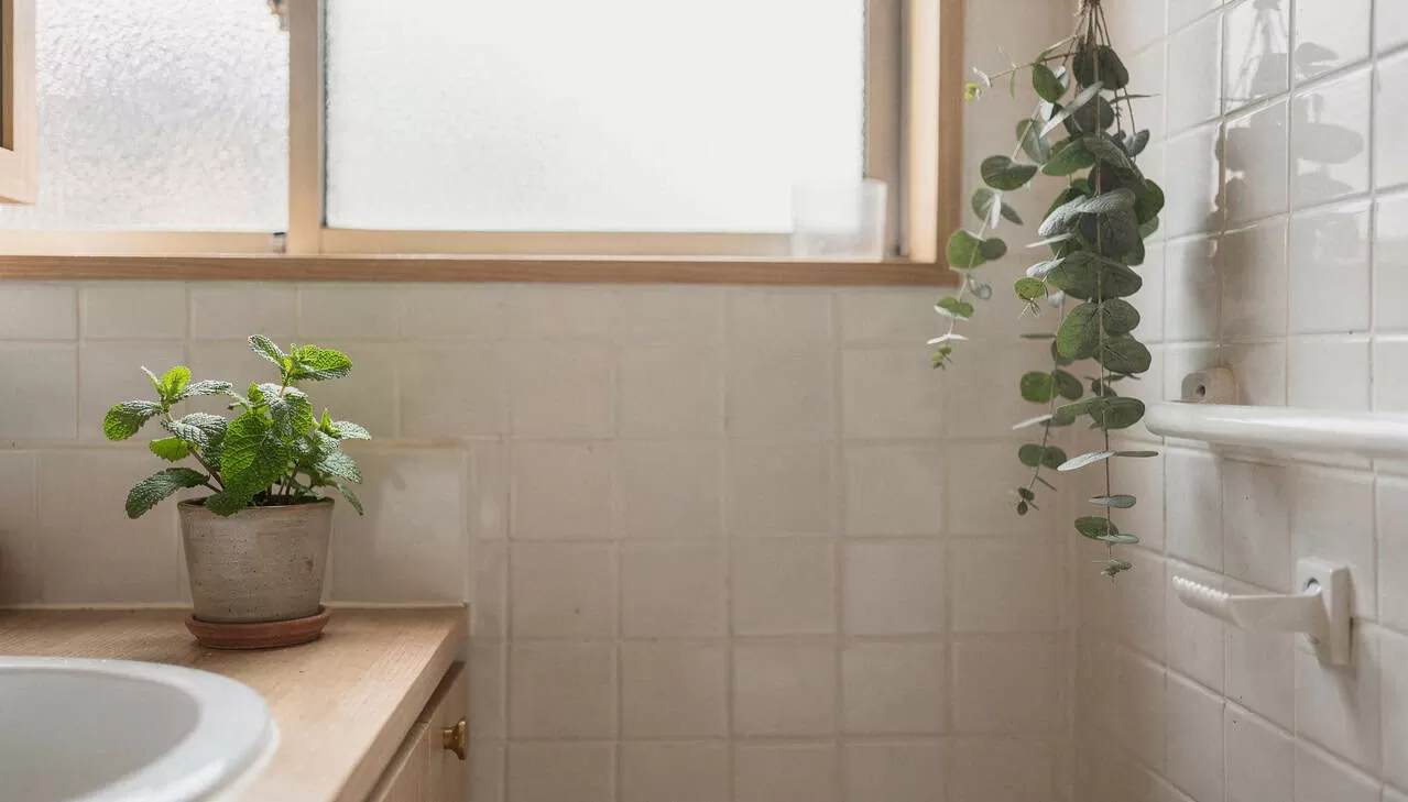 Não é mito: hábito japonês transforma ambientes e oferece relaxamento