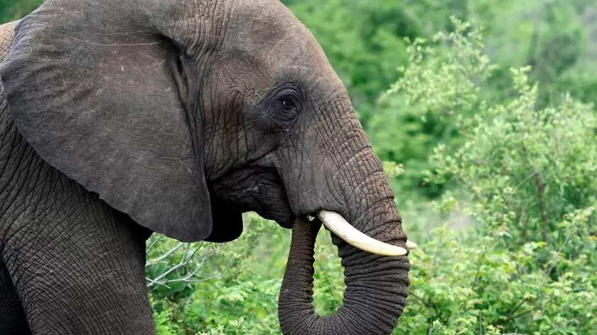 Elefante mata pelo menos 20 pessoas na Índia