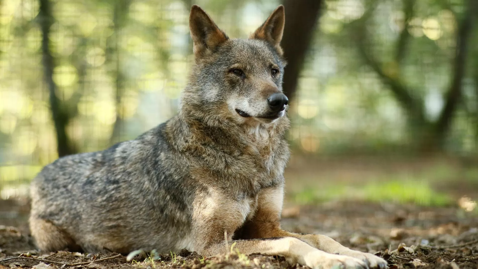 Lobos matam 14 ovelhas em Vimioso. Proprietários pedem ajuda ao Governo