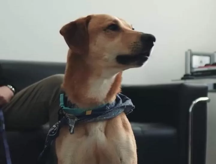 Cão sobrevivente de maus-tratos ligado ao caso Orelha é resgatado e adotado por delegado em SC