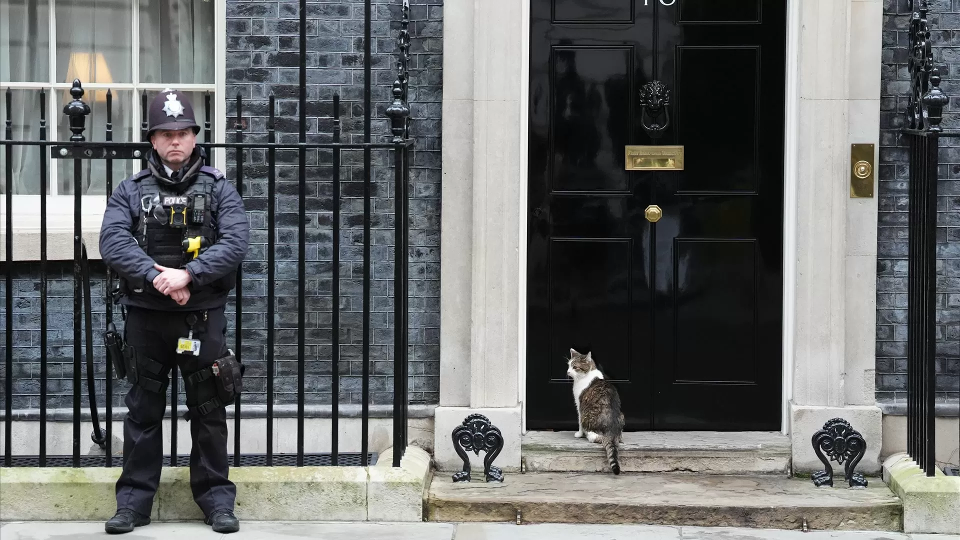 Larry the Cat: o inquilino mais famoso de Downing Street celebra 15 anos no poder