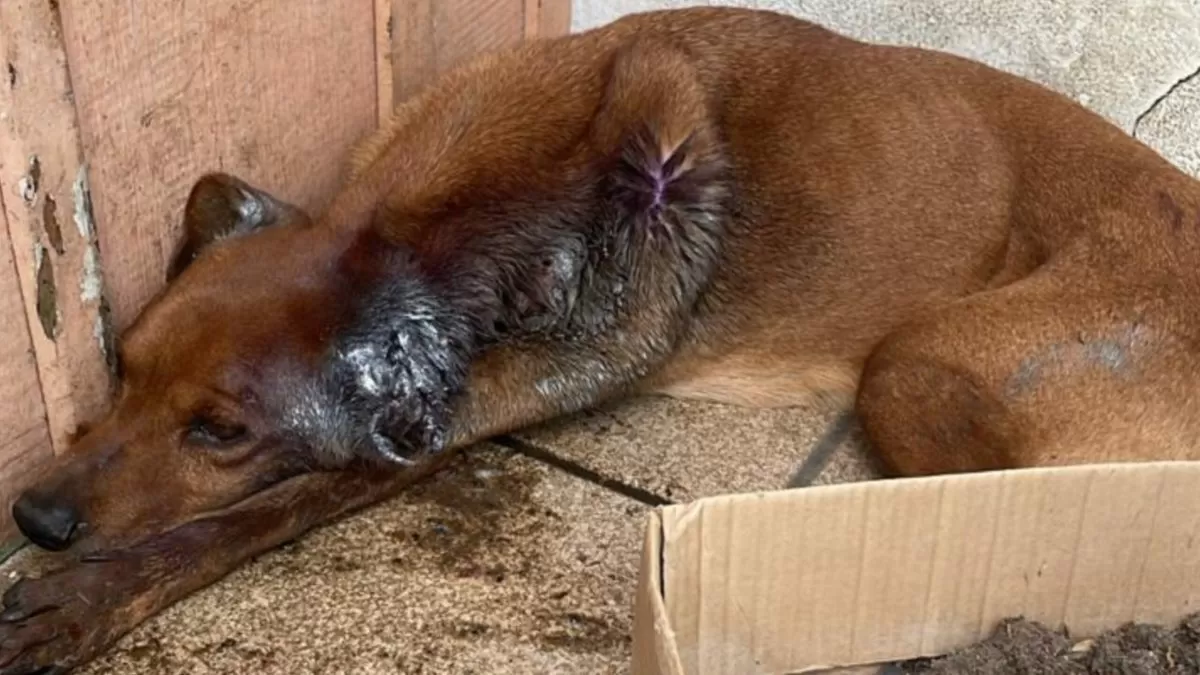 Tutor é preso após cão ser encontrado com larvas na orelha e desnutrição severa em Blumenau