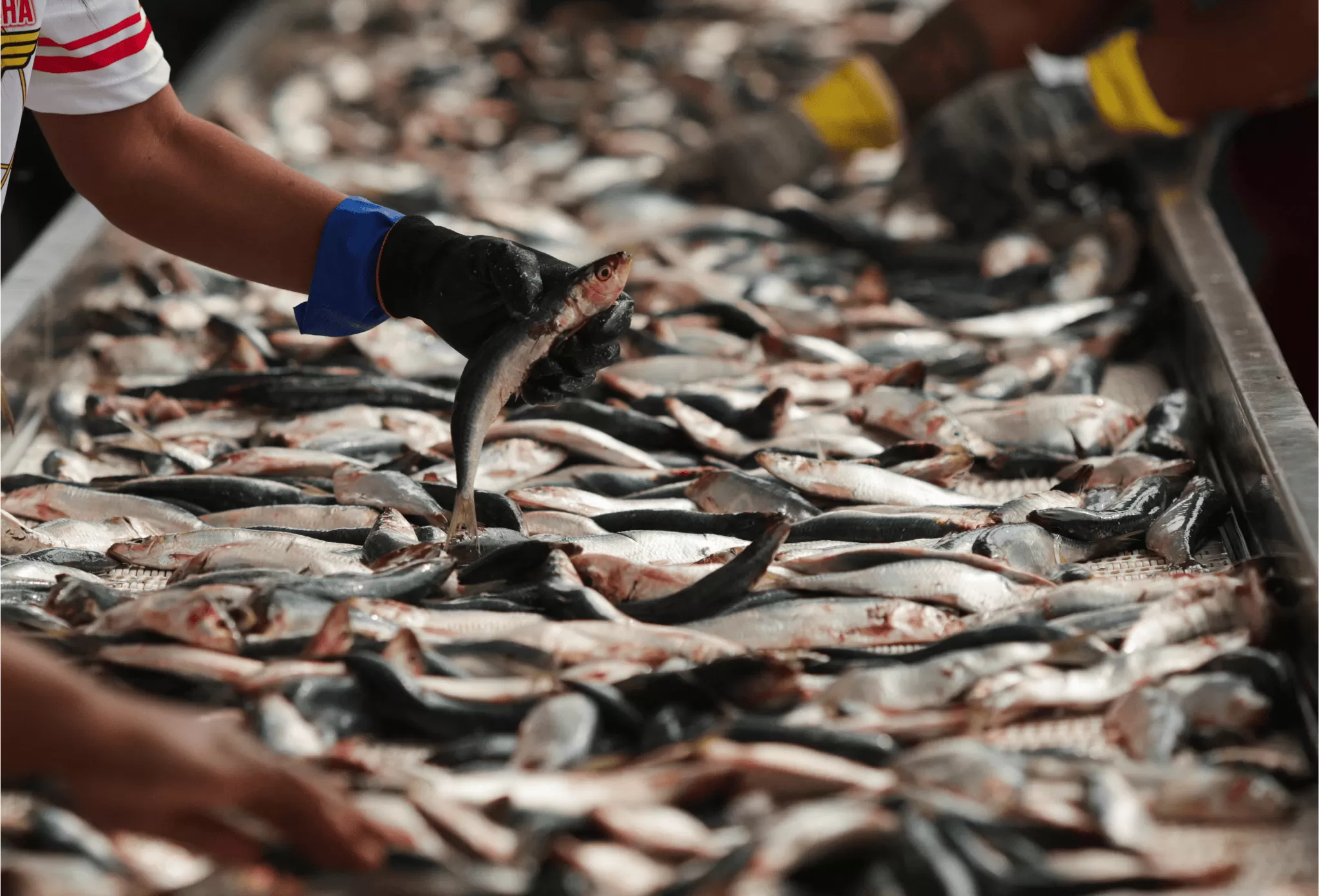 Exportação de pescados do Brasil deve somar US$ 600 mi após alívio tarifário dos EUA