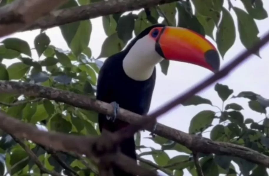 Surpresa no fim do dia: após meses livre na natureza, tucano resgatado reaparece e emociona tutora