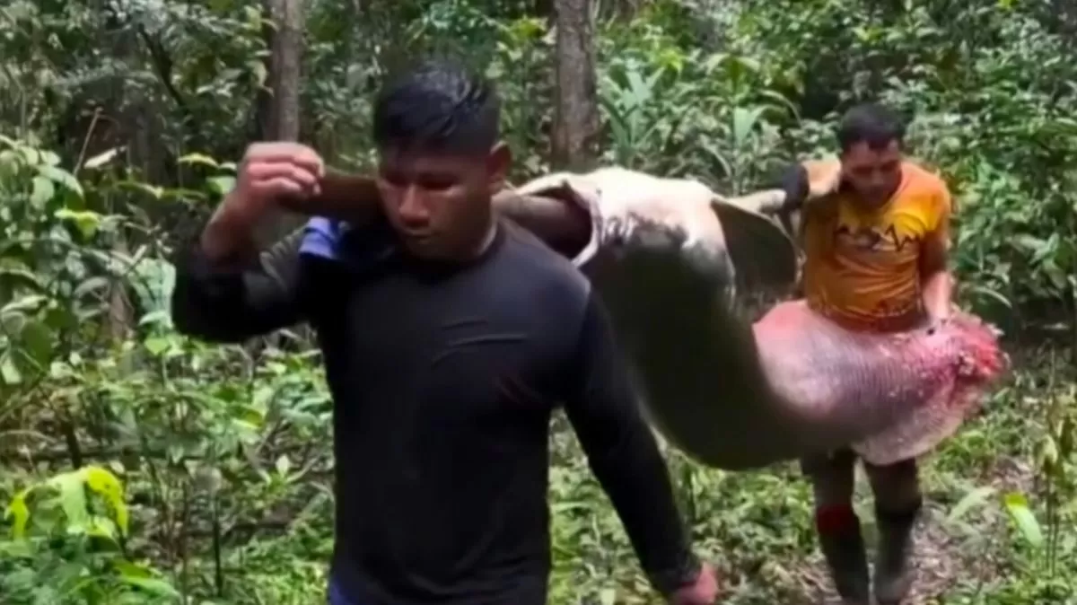 Gigante das águas: captura de pirarucu de 150 kg surpreende e reforça importância da pesca sustentável