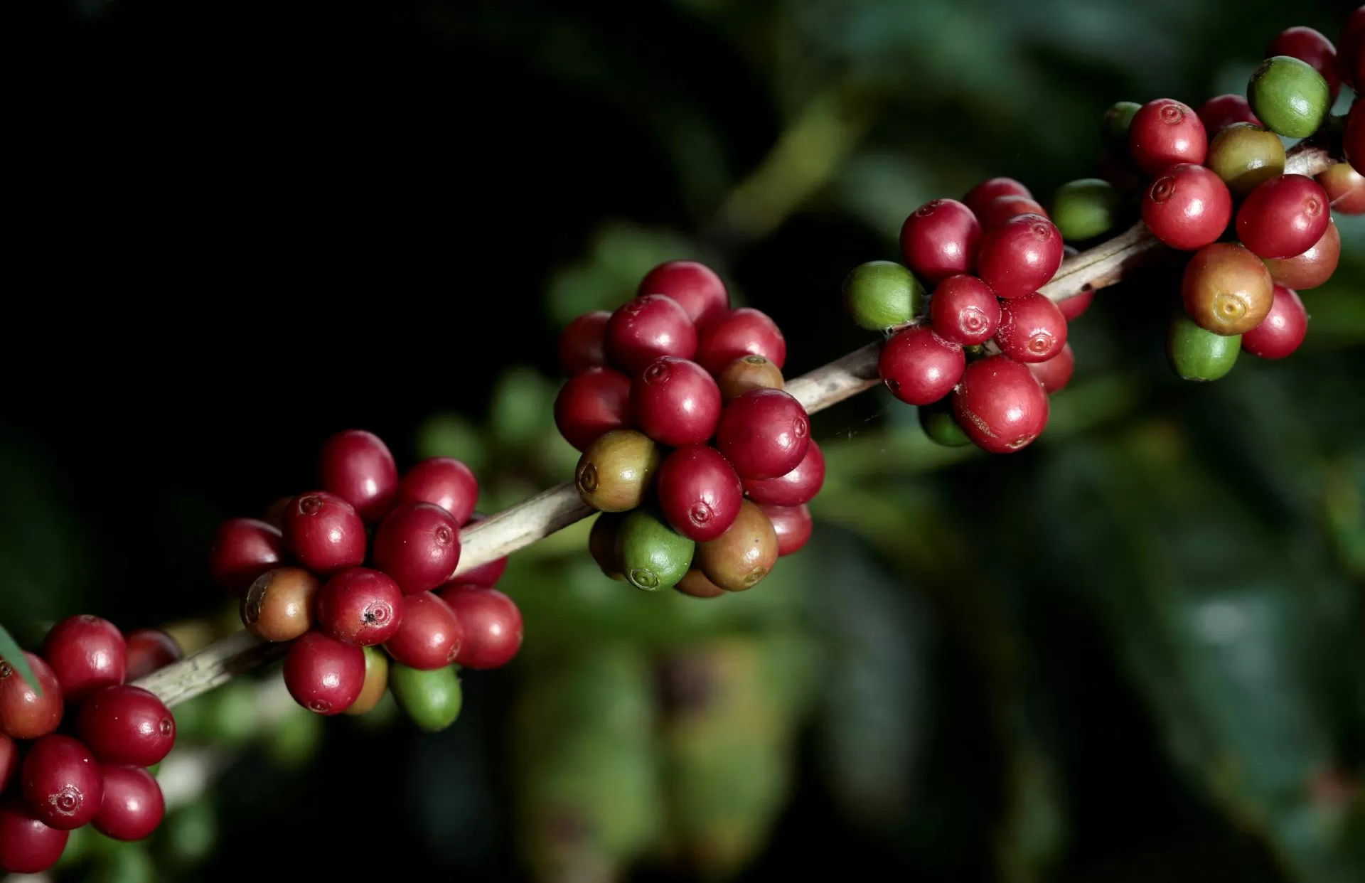 Ligeira melhora do clima eleva projeção para safra 2026/27 de café no Brasil
