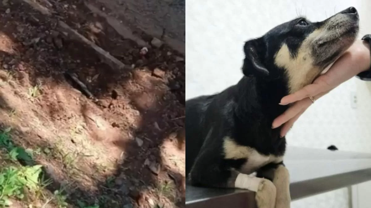 Polícia Civil faz operação após cadela prenha ser enterrada viva em condomínio de SC