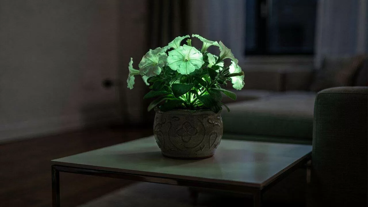 A planta que brilha no escuro e pode decorar a sala de casa