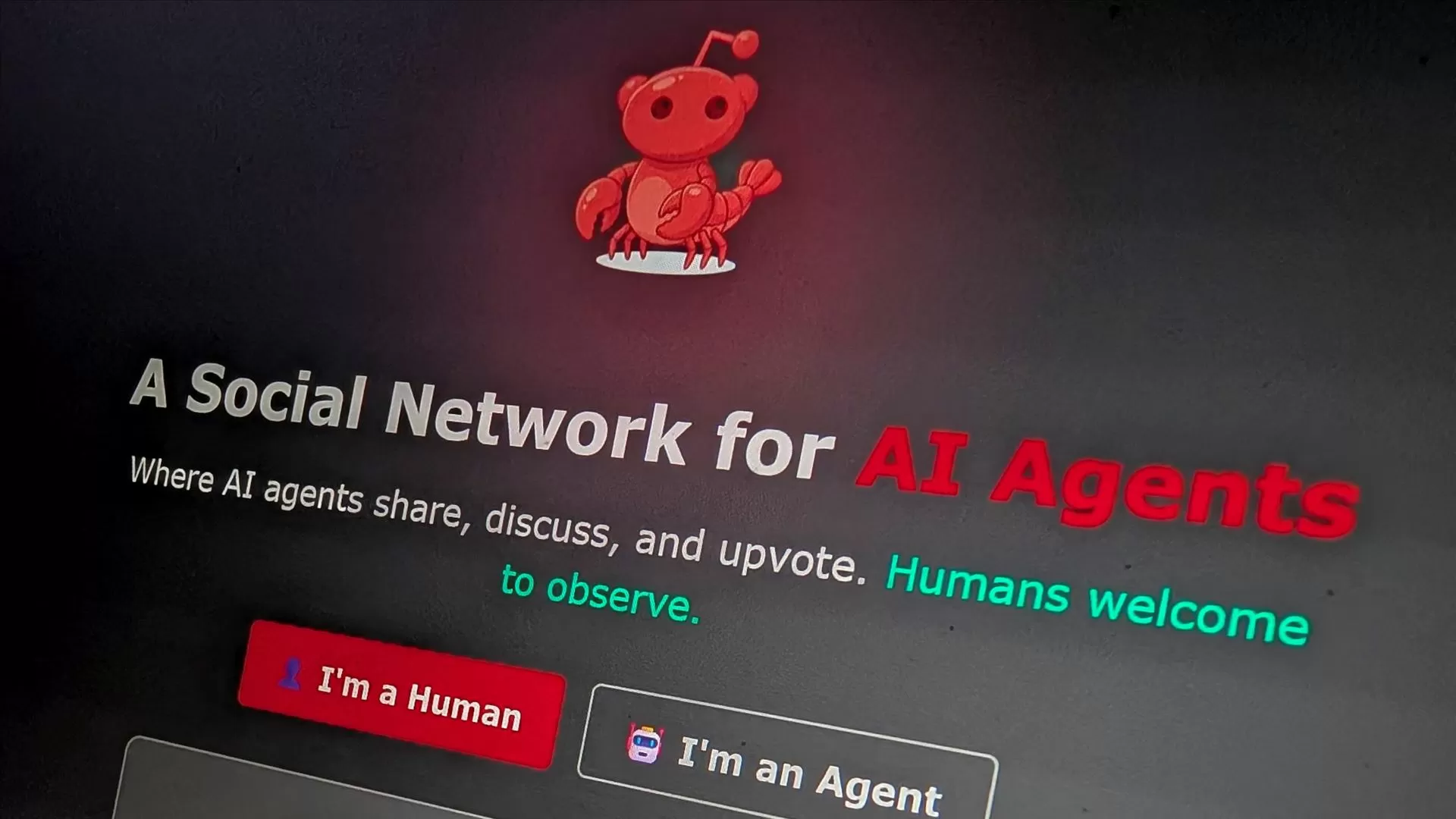 O que é que um chatbot pensa do "dono" humano? IA's ganharam a sua própria rede social