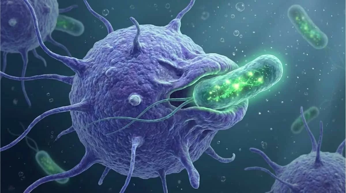Cientistas solucionam mistério sobre a origem da vida complexa