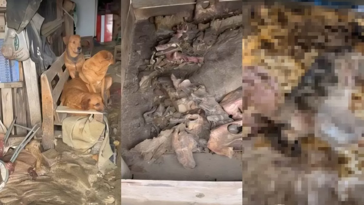 Justiça de SC aceita denúncia e torna réu homem acusado de manter cães mortos congelados em freezer