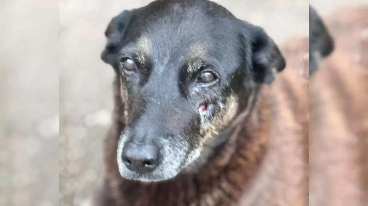 Perícia não consegue apontar o que causou a morte do cão Orelha em SC