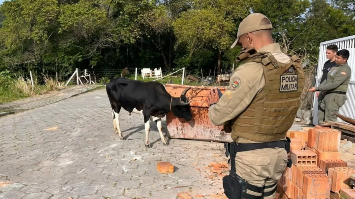 Polícia inicia operação para impedir farra do boi em Santa Catarina; organizadores podem receber multa de R$ 20 mil