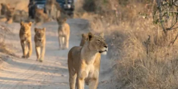 Diez especies que se encuentran al borde de la extinción (hay una colombiana)