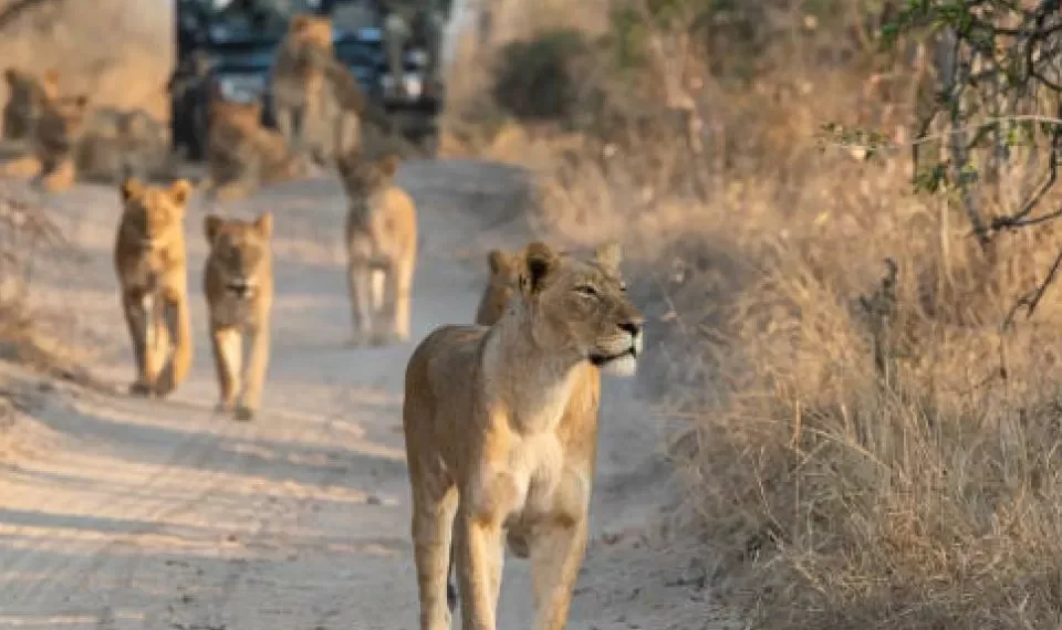 Diez especies que se encuentran al borde de la extinción (hay una colombiana)