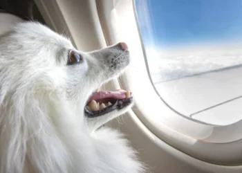 Lo que le costaría volar con su mascota en la primera aerolínea exclusiva para perros