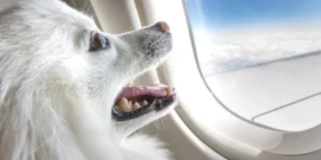Lo que le costaría volar con su mascota en la primera aerolínea exclusiva para perros