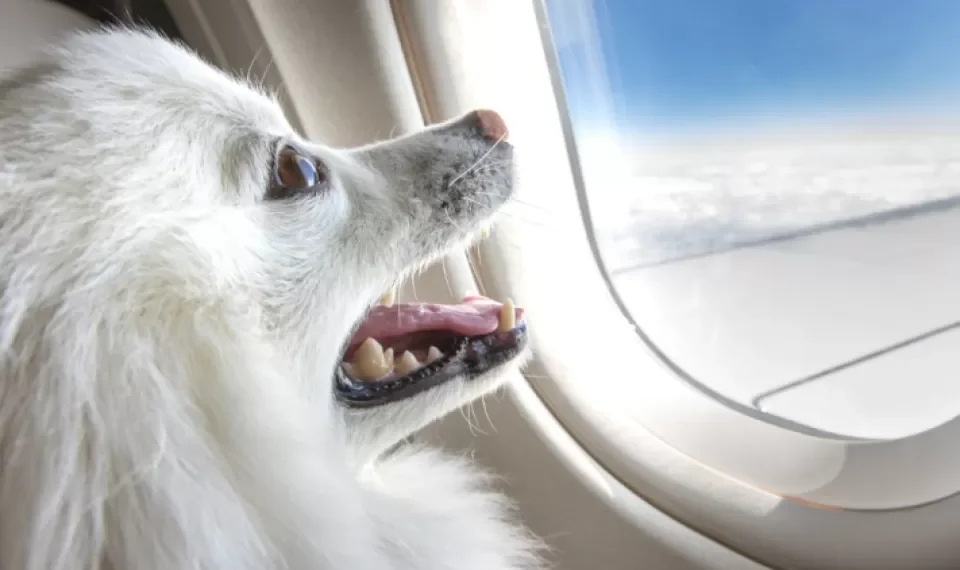 Lo que le costaría volar con su mascota en la primera aerolínea exclusiva para perros
