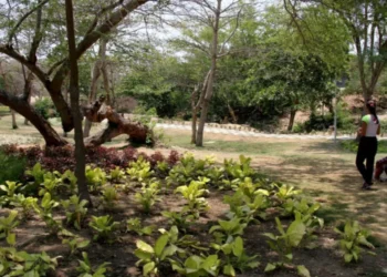 Estudio revela que vivir en zonas verdes ayudaría a retrasar el envejecimiento