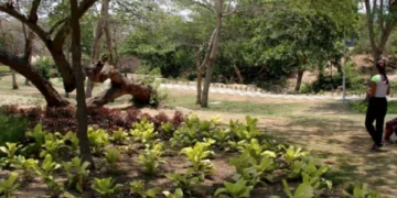 Estudio revela que vivir en zonas verdes ayudaría a retrasar el envejecimiento