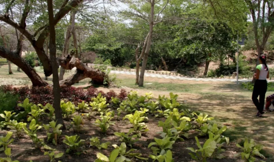 Estudio revela que vivir en zonas verdes ayudaría a retrasar el envejecimiento