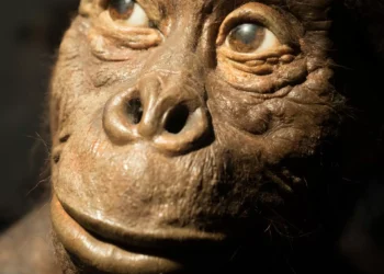 Lucy, ancestral dos humanos, pode não ter tido pelos; entenda