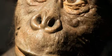 Lucy, ancestral dos humanos, pode não ter tido pelos; entenda