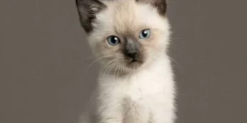 Gatos siameses: ¿por qué cambian de color y cómo cuidarlos?