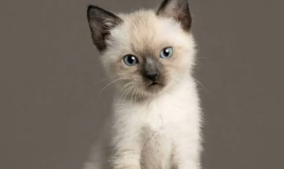 Gatos siameses: ¿por qué cambian de color y cómo cuidarlos?