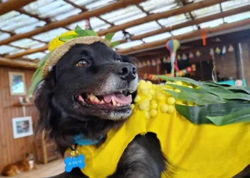 Cachorro de milho verde e fantasia de “pai da noiva” bombam em creche de cães em SC