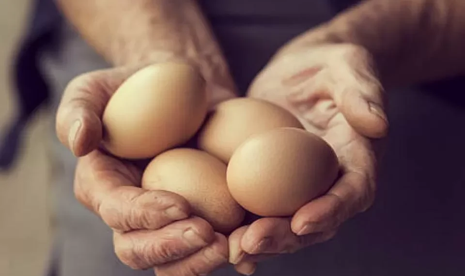 Gripe aviar: ¿se puede contraer el virus por consumir pollo o huevo?