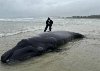 Filhote recém-nascido de baleia encalha e é devolvido ao mar em praia de SC