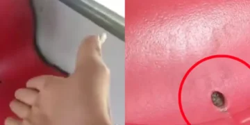 Conductor de SITP grabó la presencia de pulgas y garrapatas en una silla del bus