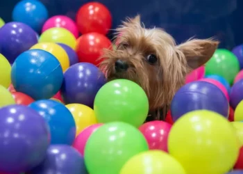 Las novedades y actividades de Expopet 2024, la feria de mascotas en Bogotá