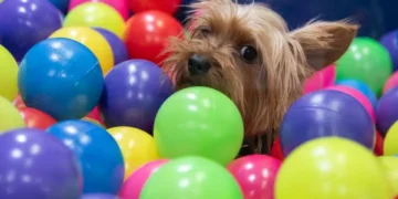 Las novedades y actividades de Expopet 2024, la feria de mascotas en Bogotá