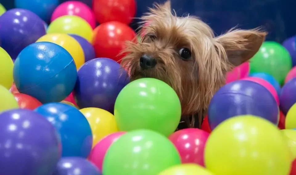 Las novedades y actividades de Expopet 2024, la feria de mascotas en Bogotá