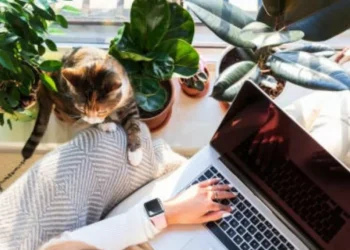 3 habilidades que debería incluir en su hoja de vida para buscar trabajo remoto