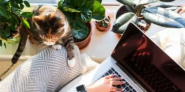 3 habilidades que debería incluir en su hoja de vida para buscar trabajo remoto